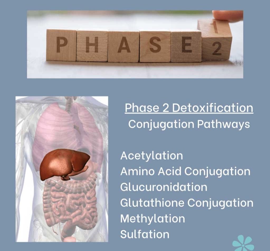 Phase-2-Detoxification-1.jpg